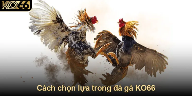 Cách chọn lựa trong đá gà KO66