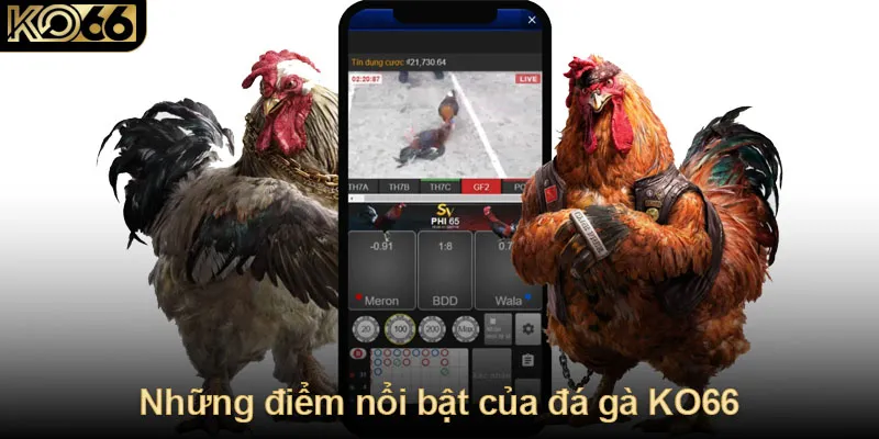 Những điểm nổi bật của đá gà KO66