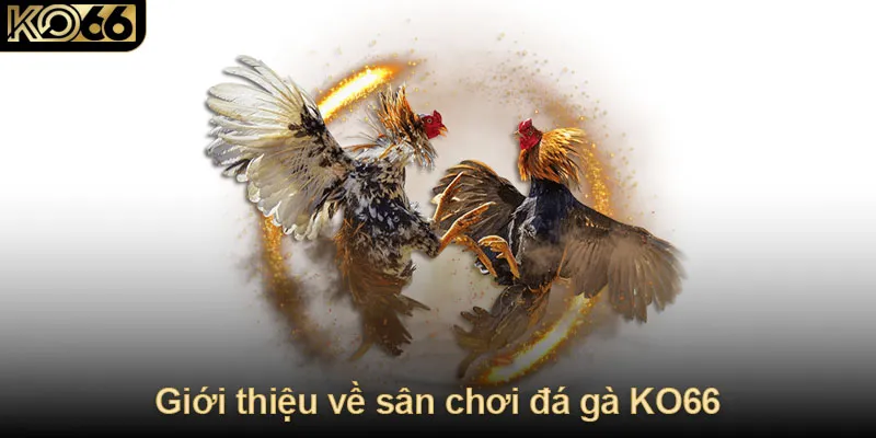 Giới thiệu về sân chơi đá gà KO66